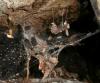 Tegenaria_sl sp.